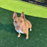 Photo of Princess Imp 2103