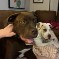 Photo of Christopher Robbin