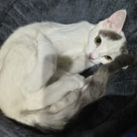 Photo of Toothless And Lychee