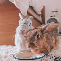 Photo of Jazz (W Mitzi)