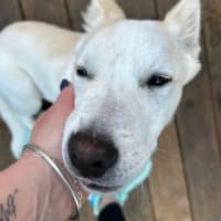 Photo of Azlan   5 Month Old Border Collie X Shepherd