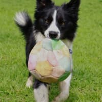 Photo of Nellie