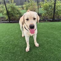 Photo of Clifford Imp 1401