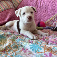 Photo of Cookie