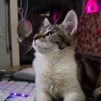 Photo of Noddy