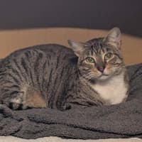 Photo of Pepper
