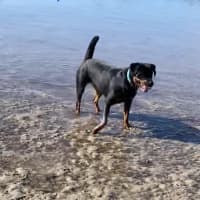 Photo of Nala
