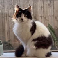 Photo of Puss 
