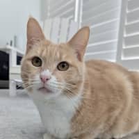 Photo of Peaches