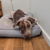 Photo of Lady