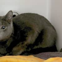 Photo of Earl & Grey