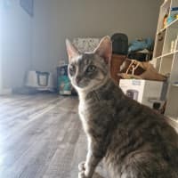 Photo of Sarabi