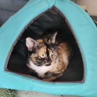 Photo of Penny