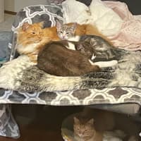 Photo of Peaches 