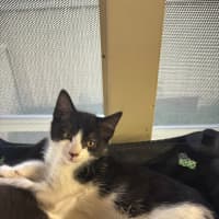 Photo of Oreo