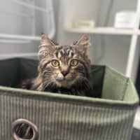 Photo of Dill Pickle