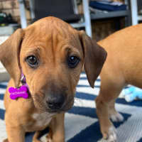 Photo of Violet