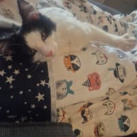 Photo of Henry *9 Lives Project Rescue*