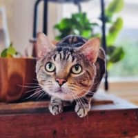 Photo of Dunkin'   Located In Coburg