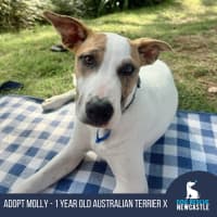 Photo of Molly   1 Year Old Australian Terrier X