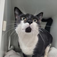 Photo of Louie
