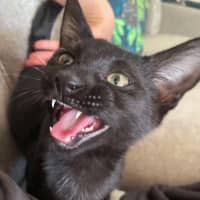 Photo of Loudmouth Magee