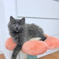 Photo of Suede