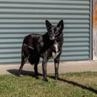 Photo of Roxy