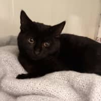 Photo of Peanut