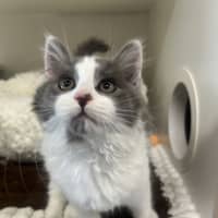 Photo of Humphrey