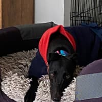 Photo of Georgia The Greyhound 