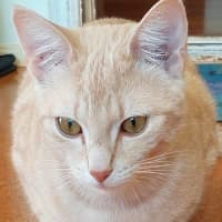 Photo of Marmalade