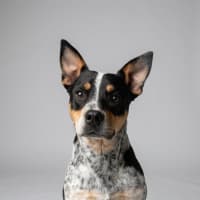 Photo of Trixie
