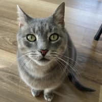 Photo of Blue
