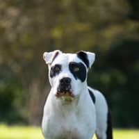 Photo of Stella