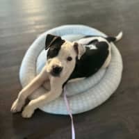 Photo of Sassy 