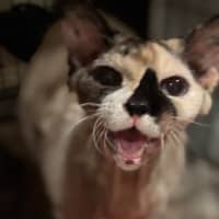 Photo of Gemma (Bonded With Turbo)