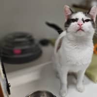 Photo of Bandit 
