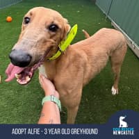 Photo of Alfie   3 Year Old Greyhound