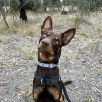 Photo of Dougie