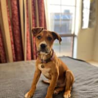 Photo of Bandit
