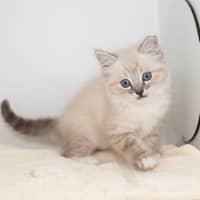 Photo of Burrito