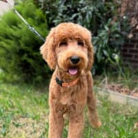 Photo of Humphrey Bear 