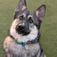 Photo of Shadow