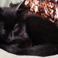 Photo of Mocha