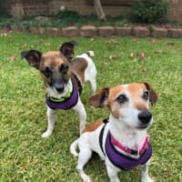 Photo of Dot (& Dash)