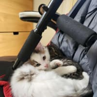 Photo of Smore