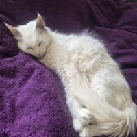 Photo of Emi * 9 Lives Project Rescue*