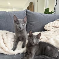 Photo of Harley & Harper