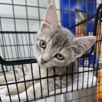 Photo of Crookshanks